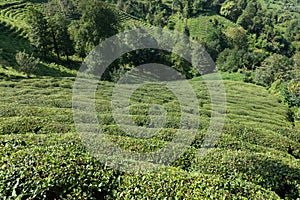 Tea plantations, Rize, Turkey