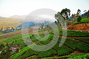 Tea plantations