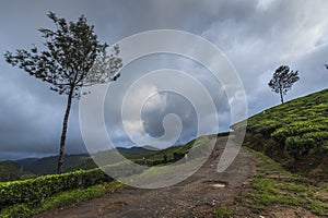 Tea plantations seen at Munnar Hill station,Kerala,India