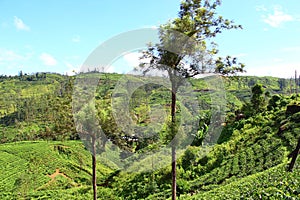 Tea plantations on the slopes of mountains