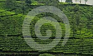 Tea Plantations sloping down Hill