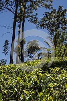 Tea plantations in Sri Lanka