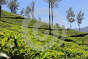 Tea plantations of Sri Lanka