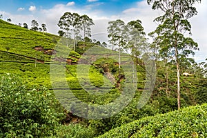 Tea plantations in Sri Lanka
