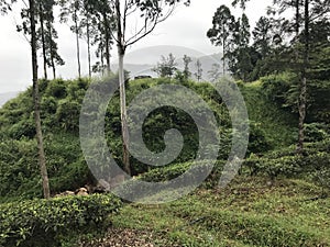 tea plantations in sri lanka