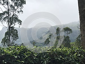 tea plantations in sri lanka