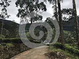 tea plantations in sri lanka