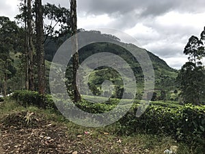 tea plantations in sri lanka