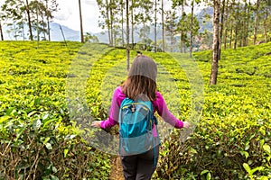 Tea plantations in Sri Lanka