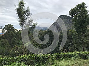 tea plantations in sri lanka