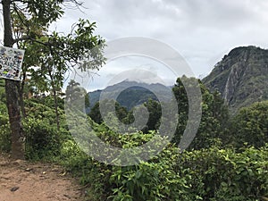 tea plantations in sri lanka