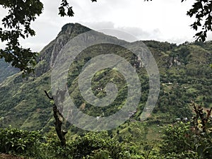 tea plantations in sri lanka