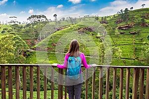 Tea plantations in Sri Lanka