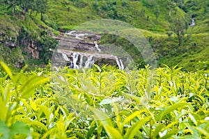 Tea Plantations In Sri Lanka