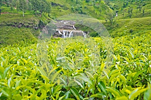 Tea Plantations In Sri Lanka