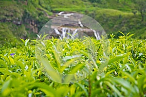 Tea Plantations In Sri Lanka