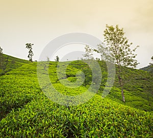 Tea plantations. Sri Lanka.