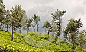 Tea plantations, Sri Lanka
