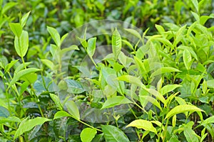 Tea Plantations In Sri Lanka