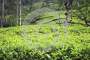 Tea plantations of Sri Lanka