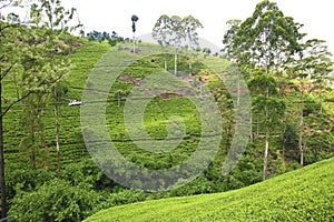 Tea plantations of Sri Lanka