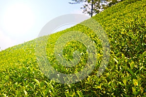 Tea plantations of Sri Lanka