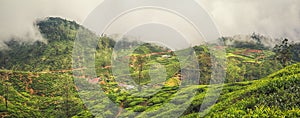 Tea plantations. Sri Lanka. Panorama