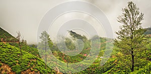 Tea plantations. Sri Lanka. Panorama