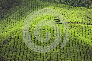 Tea plantations in state Kerala, India