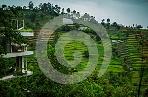 Tea plantations in the suburb of Bandung. Indonesia