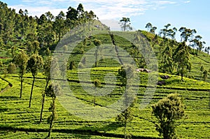 Tea plantations during the sunrise, Sri Lanka