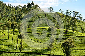 Tea plantations during the sunrise, Sri Lanka photo
