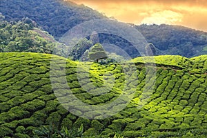 Tea plantations sunset