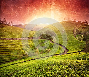 Tea plantations at sunset photo