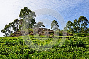 Tea plantations towards the blue sky