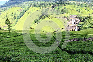 Tea plantations and waterfalls Saint Clair