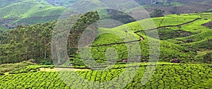 Tea plantations in Western Ghats mountain, Kerala, South India