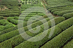 Tea Plantations photo