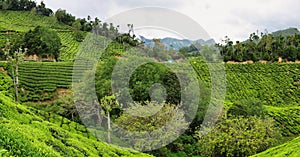 Tea plantations between Yellapatty and Top station in Munnar, Kerala, India