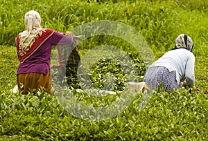 Tea plants