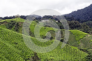 Tea Plantation, Cameron Highland, Malaysia