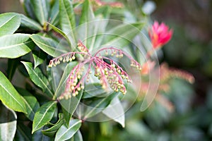 Tea plants in Japanese Tea Garden