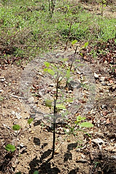 Tea plants with lacking out of fertilizer and caring are growing in a plantation