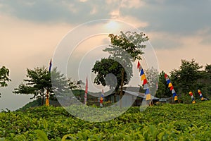Tea plants near Ceto Temple in Central Java photo