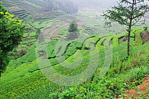 Tea plants of south china photo