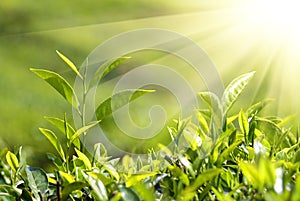 Tea plants in sunbeams photo