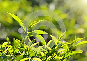 Tea plants in sunbeams