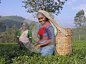 Tea plucking in South India