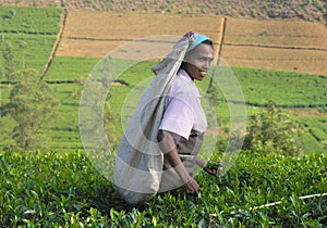 Tea plucking in South India