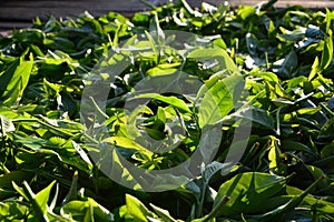 Tea plucking, Tea production starts with plucking.